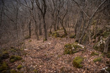 Forest landscape