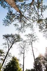 Pine tree in the nature
