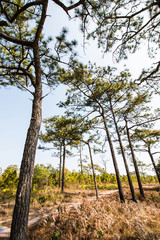 Pine tree in the nature