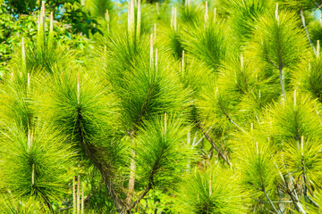 Green leaf of pine tree background