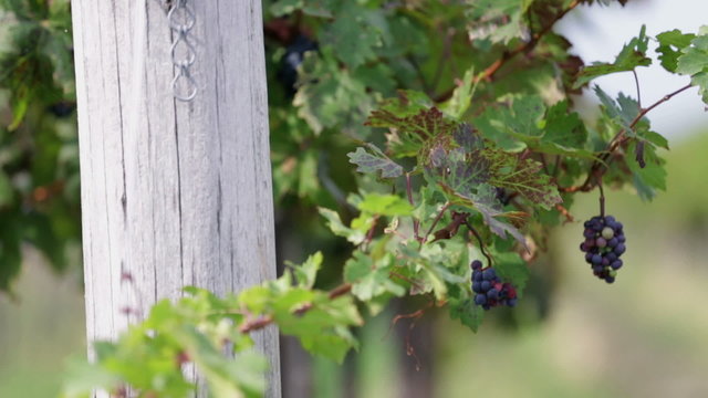 Detail pan shot of grape vines with shallow focus