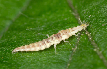 Green lacewing larva, Chrysopidae on leaf