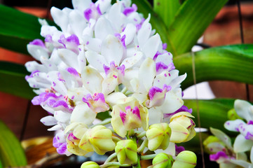 Fototapeta na wymiar White orchid in a pot tropical Thailand.
