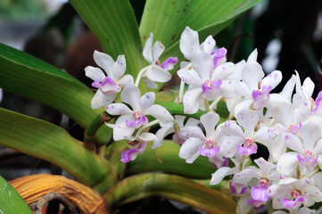 Obraz premium White orchid in a pot tropical Thailand.
