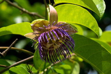 Passiflora laurifolia, ,Passifloraceae, Brazil