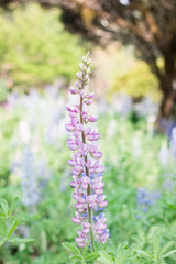 A raceme of blue delphinium flowers