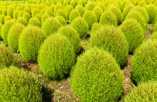 Field of green Kochia