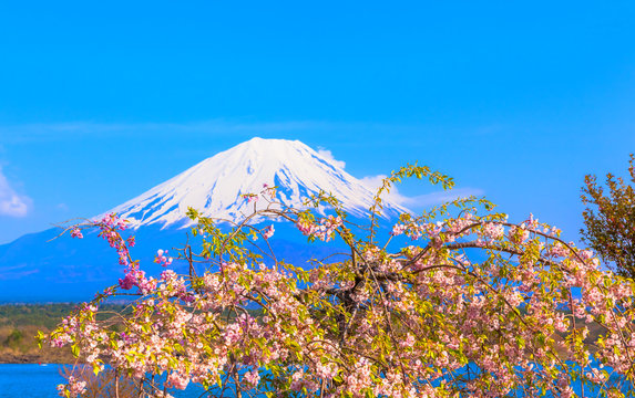Mount Fuji and Weeping cherry blossom