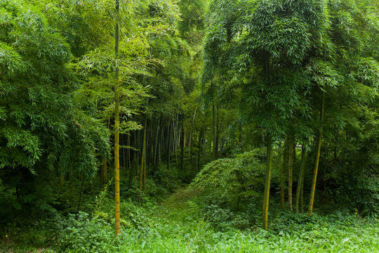 Bamboo forest