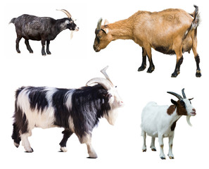 Set of few goats. Isolated over white © JackF