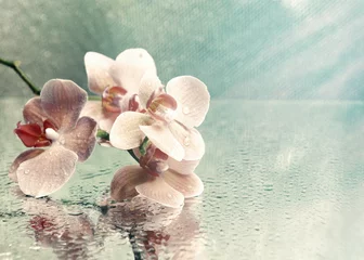 Fotobehang Bloemen Beautiful blooming orchid on light color background