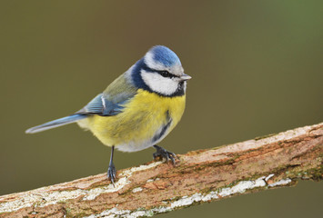 Blue tit on a branch