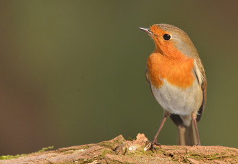 Erithacus rubecula, European Robin