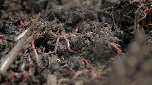 Close up on worms in fresh soil