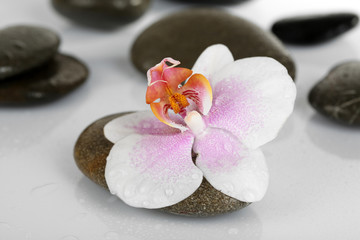Naklejka na ściany i meble Spa stones with orchid on light background