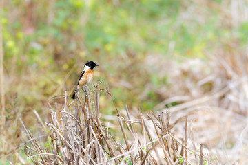 Pied Bushchat