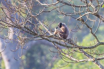 Rare Pileated gibbon (Hylobates pileatus) in nature