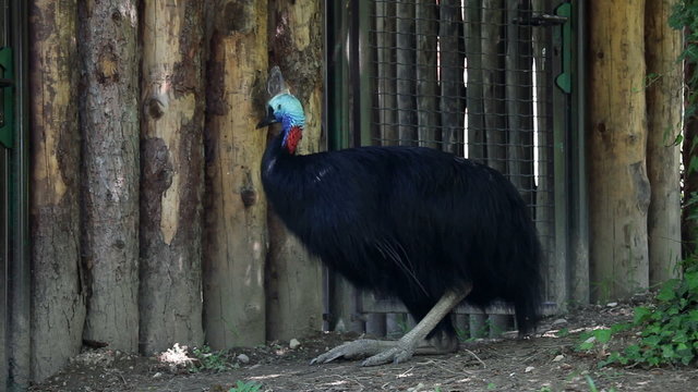Bird with blac feathers and colorful head