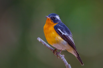 Close up of Mugimaki flycatcher (Ficedula mugimaki) in nature