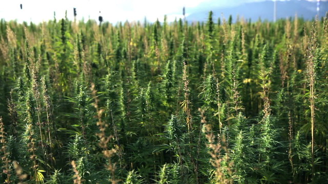 Huge hemp field with cars in background