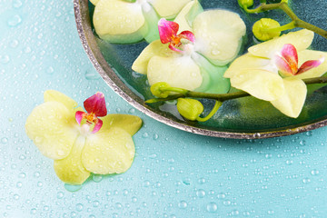 Beautiful orchid flowers in water close-up