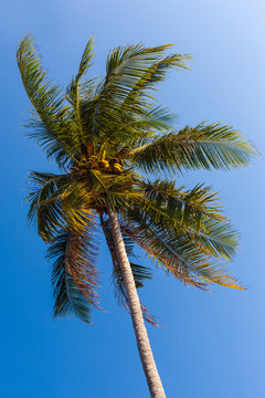 Tropical Palm tree © Dario Lo Presti