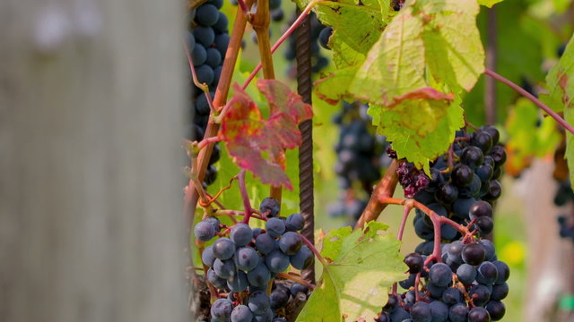 Tilt shot of bunch of blue grapes and vines