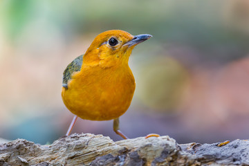 Orange-headed Thrush (Zoothera citrina)stair at us