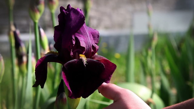 Close up of an iris's bloosom when woman's hand is touching it