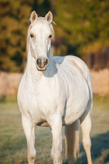 Obraz na płótnie Canvas White horse on the pasture