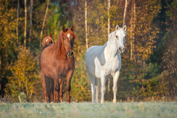 Two horses on the pasture in the morning in autumn