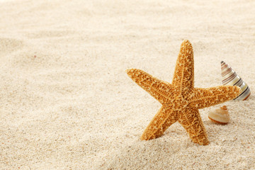 Fototapeta na wymiar Starfish & Shells on Beach Sand
