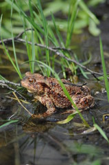 Toad, frog in the water. Amphibian.