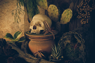 Still life with a human skull with desert plants.