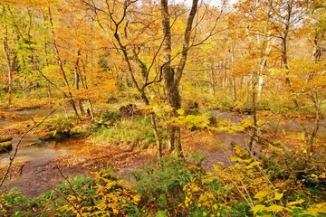 秋の奥入瀬
