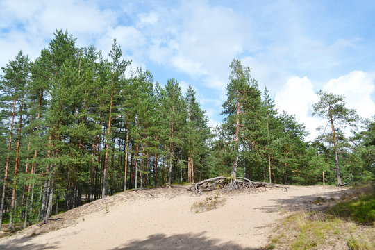 Fototapeta Pine forest.