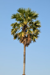 Sugar palm trees on sky background