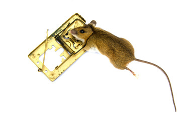 Dead  Apodemus flavicolis Yellow necked mouse  in  mousetrap