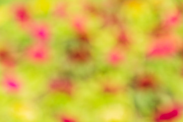 Abstract bokeh and blurred green nature background