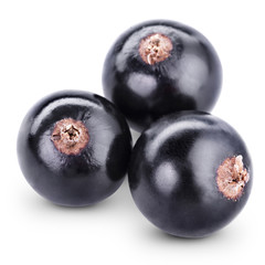 black currant