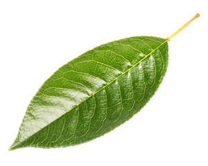 Obraz premium Cherry leaf