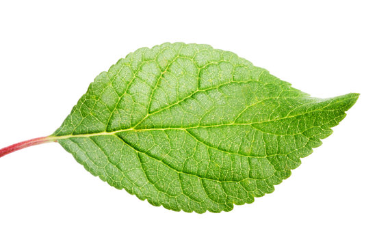 apple leaf