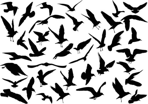 set of forty gull black silhouettes