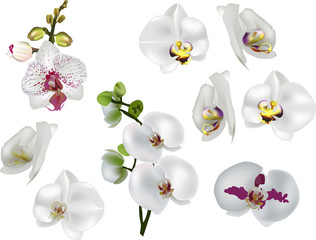 white isolated orchids collection