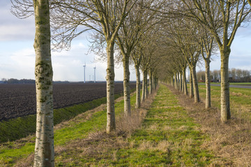 Row of trees along a plowed field in winter
