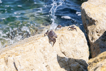 Little Crab on th rock