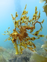 Fototapeta premium Leafy Seadragon