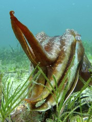 Cuttlefish