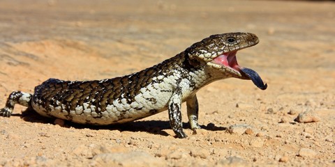 Blue-tongued skink, Australia