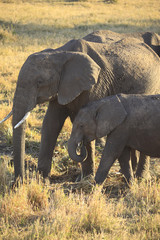 Elefanti nel Parco Masai Mara